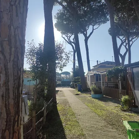 Edera